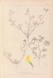 Herbier de la flore française Pl0546 - Louis Antoine Cusin — vista dell’opera