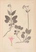 Herbier de la flore française Pl0687 - Louis Antoine Cusin — vista dell’opera