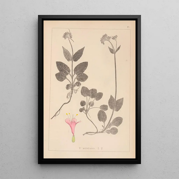 Louis Antoine Cusin - Herbier de la flore franaise Pl0687.webp