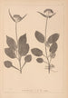 Herbier de la flore française Pl0688 - Louis Antoine Cusin — vista dell’opera