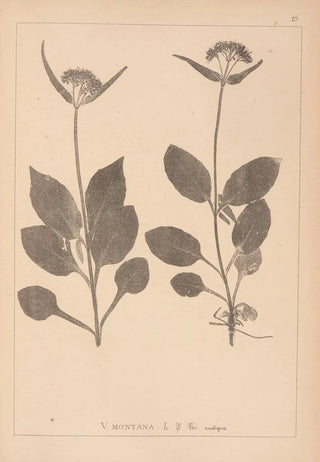 Louis Antoine Cusin - Herbier de la flore franaise Pl0688.webp