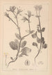 Herbier de la flore française Pl0708 - Louis Antoine Cusin — vista dell’opera