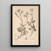 Herbier de la flore française Pl0708 - Louis Antoine Cusin — quadro incorniciato alla parete