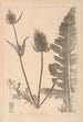 Herbier de la flore française Pl0710 - Louis Antoine Cusin — vista dell’opera