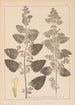 Herbier de la flore française Pl0800 - Louis Antoine Cusin — vista dell’opera