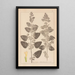 Herbier de la flore française Pl0800 - Louis Antoine Cusin — quadro incorniciato alla parete