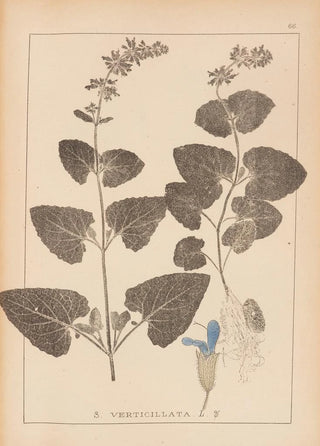 Louis Antoine Cusin - Herbier de la flore franaise Pl0806.webp