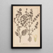 Herbier de la flore française Pl0808 - Louis Antoine Cusin — quadro incorniciato alla parete
