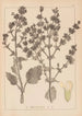 Herbier de la flore française Pl0808 - Louis Antoine Cusin — vista dell’opera
