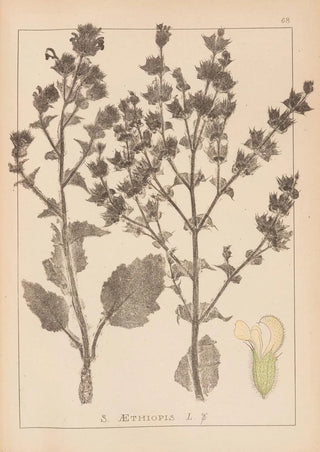 Louis Antoine Cusin - Herbier de la flore franaise Pl0808.webp