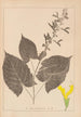 Herbier de la flore française Pl0809 - Louis Antoine Cusin — vista dell’opera