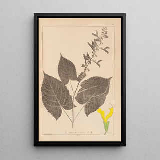 Louis Antoine Cusin - Herbier de la flore franaise Pl0809.webp
