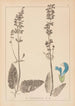 Herbier de la flore française Pl0810 - Louis Antoine Cusin — vista dell’opera