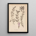 Herbier de la flore française Pl0821 - Louis Antoine Cusin — quadro incorniciato alla parete