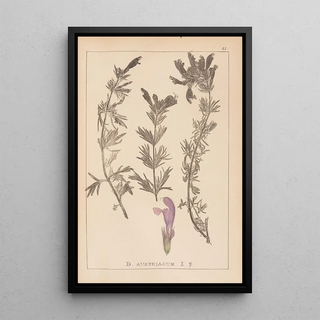 Louis Antoine Cusin - Herbier de la flore franaise Pl0821.webp