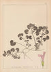 Herbier de la flore française Pl0822 - Louis Antoine Cusin — vista dell’opera