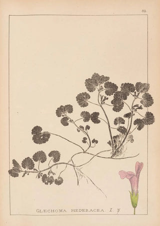 Louis Antoine Cusin - Herbier de la flore franaise Pl0822.webp
