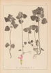 Herbier de la flore française Pl0828 - Louis Antoine Cusin — vista dell’opera