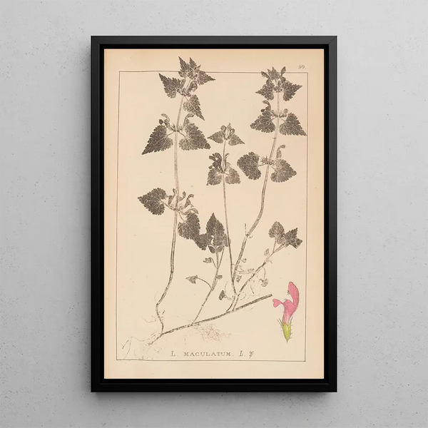 Louis Antoine Cusin - Herbier de la flore franaise Pl0829.webp