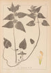 Herbier de la flore française Pl0830 - Louis Antoine Cusin — vista dell’opera