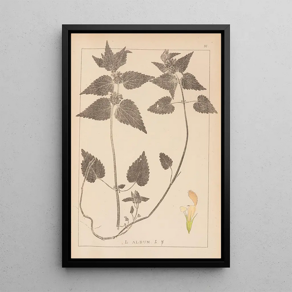 Louis Antoine Cusin - Herbier de la flore franaise Pl0830.webp