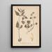 Herbier de la flore française Pl0831 - Louis Antoine Cusin — quadro incorniciato alla parete