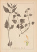 Herbier de la flore française Pl0831 - Louis Antoine Cusin — vista dell’opera