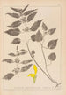 Herbier de la flore française Pl0832 - Louis Antoine Cusin — vista dell’opera
