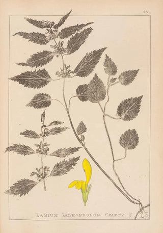 Louis Antoine Cusin - Herbier de la flore franaise Pl0832.webp