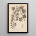 Herbier de la flore française Pl0833 - Louis Antoine Cusin — quadro incorniciato alla parete