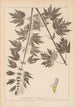 Herbier de la flore française Pl0833 - Louis Antoine Cusin — vista dell’opera