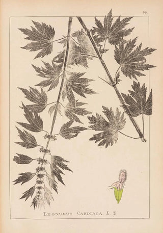 Louis Antoine Cusin - Herbier de la flore franaise Pl0833.webp