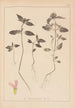 Herbier de la flore française Pl0840 - Louis Antoine Cusin — vista dell’opera