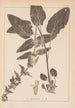 Herbier de la flore française Pl0846 - Louis Antoine Cusin — vista dell’opera