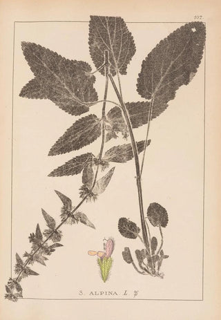 Louis Antoine Cusin - Herbier de la flore franaise Pl0846.webp