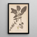 Herbier de la flore française Pl0846 - Louis Antoine Cusin — quadro incorniciato alla parete