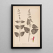Herbier de la flore française Pl0847 - Louis Antoine Cusin — quadro incorniciato alla parete