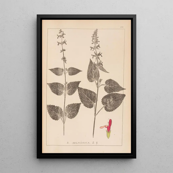 Louis Antoine Cusin - Herbier de la flore franaise Pl0847.webp