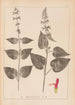 Herbier de la flore française Pl0847 - Louis Antoine Cusin — vista dell’opera