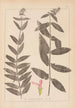 Herbier de la flore française Pl0849 - Louis Antoine Cusin — vista dell’opera