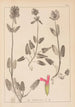 Herbier de la flore française Pl0861 - Louis Antoine Cusin — vista dell’opera