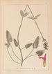 Herbier de la flore française Pl0862 - Louis Antoine Cusin — vista dell’opera