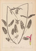 Herbier de la flore française Pl0863 - Louis Antoine Cusin — vista dell’opera