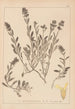 Herbier de la flore française Pl0873 - Louis Antoine Cusin — vista dell’opera