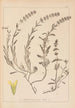 Herbier de la flore française Pl0874 - Louis Antoine Cusin — vista dell’opera