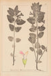 Herbier de la flore française Pl0878 - Louis Antoine Cusin — vista dell’opera