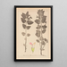 Herbier de la flore française Pl0878 - Louis Antoine Cusin — quadro incorniciato alla parete