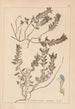 Herbier de la flore française Pl0879 - Louis Antoine Cusin — vista dell’opera