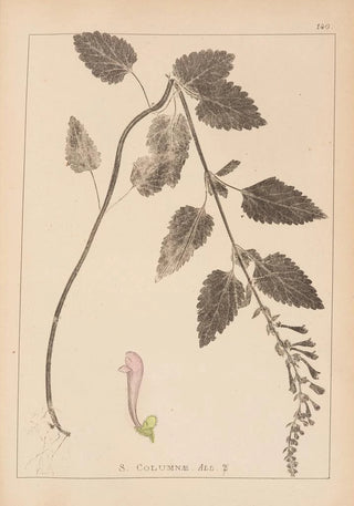 Louis Antoine Cusin - Herbier de la flore franaise Pl0880.webp
