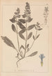 Herbier de la flore française Pl0896 - Louis Antoine Cusin — vista dell’opera